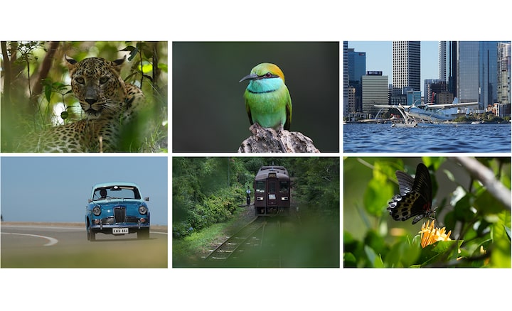 Fotos de muestra de objetivos reconocibles: leopardo, pájaro, avión, auto, tren y mariposa.