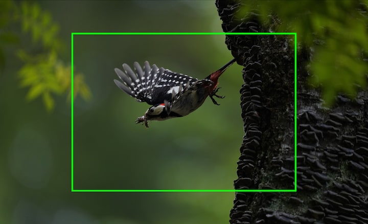 Retrato de un pájaro en vuelo en el que se aprecia la alta resolución de imagen, lo que permite recortar imágenes para ampliarlas