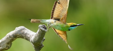 Imagen de ejemplo que muestra el momento en que un pájaro alza el vuelo desde una rama