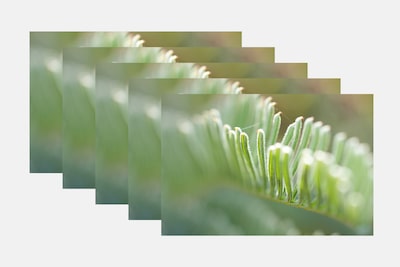 Varias fotos de plantas tomadas con horquillado de AF